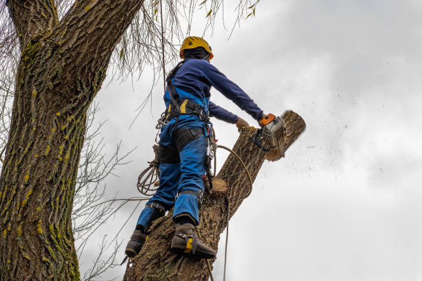 Best Fruit Tree Pruning  in Crockett, TX